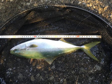 青物の活性が低い